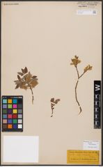 Salix bebbiana Sarg.